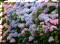 Kasauli Castle Resort - Hydrangea